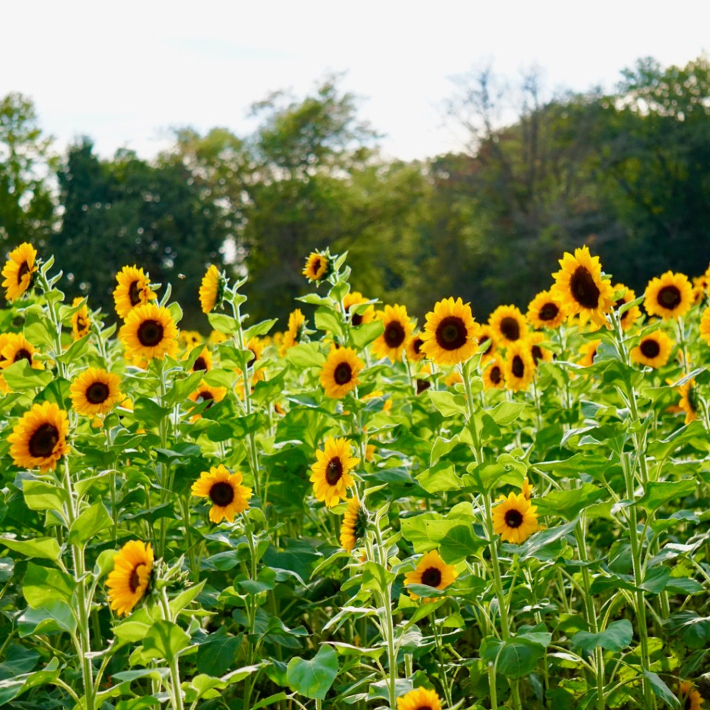 Dalton Farms, NJ: Look to the&nbsp;Sun
